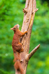 Closeup of a red squirrel, Sciurus vulgaris, seaching food and eating nuts in a forest.