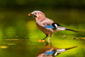 Closeup of a Eurasian jay Garrulus glandarius bird drinking, washing, preening and cleaning in water.