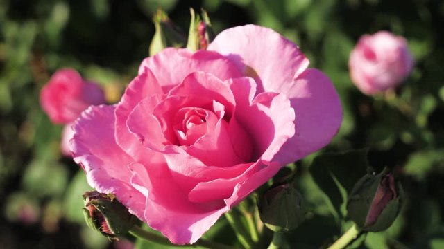 Beautiful blooming rose in garden, closeup view