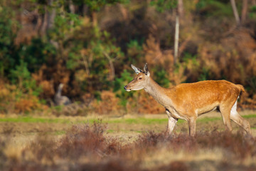 Naklejka na ściany i meble Female Red Deer doe or hind, Cervus elaphus