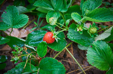 Red, fresh and tasty strawberry