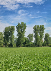 Zuckerrübenanbau im Rheinland,Nordrhein-Westfalen,Deutschland