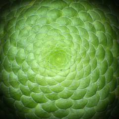 Symmetrical center of a saucer plant, known by the scientific name Aeonium tabuliforme