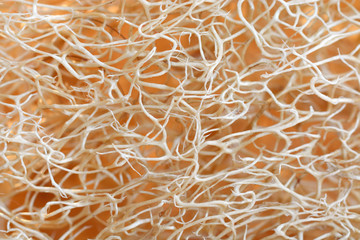 Background texture of the fibers from a dried luffa gourd