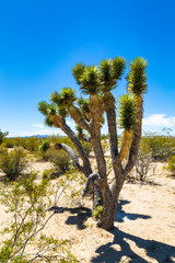 Joshua trees near Las Vegas, Nevada