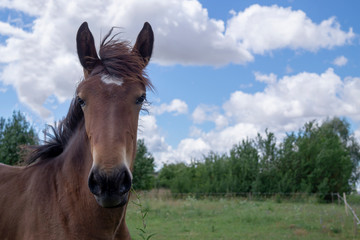 Brown horse with mane and tail blowing in the wind