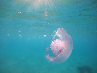 Red sea jellyfish close up and other inhabitants. Amelia aurita close up view