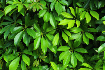 Green leaves of a plant Schefflera close up.