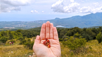 Closeup of hand holding berries wild strawberry over mountains and clouds