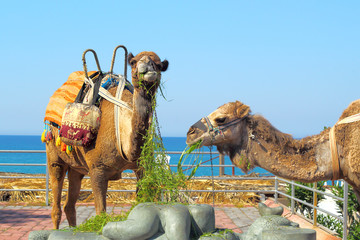 Camels eat grass on background of sea.