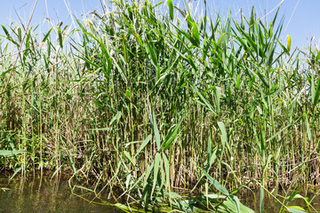 Rushes on the river bank