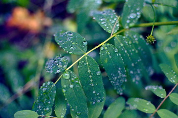 raindrops on leaf