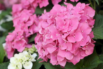 Pink flowers hydrangea close up, selective fokus.