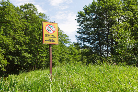 Warning sign in polish language "Nie dotykaj! Barszcz sosnowskiego grozi poparzeniem!" on the green meadow, warning about giant horseweed