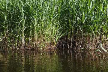Obraz premium Rushes on the river bank