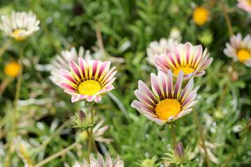 Flowers white gazania close-up.