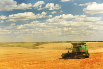 Combine harvest in the golden field of wheat. Golden field with ears of grain crops and a beautiful sky in the clouds.