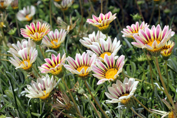 Flowers gazania with white petals.