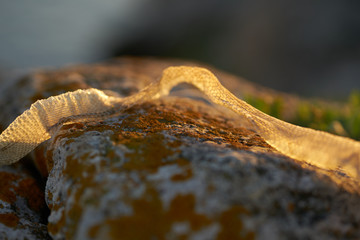 lizard on rock