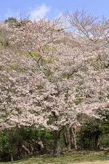 稲取高原の桜並木