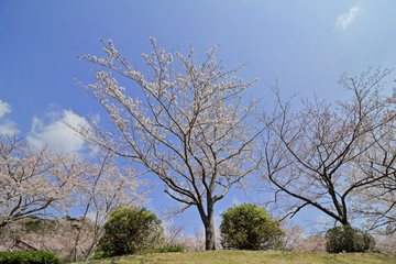 稲取高原の桜並木