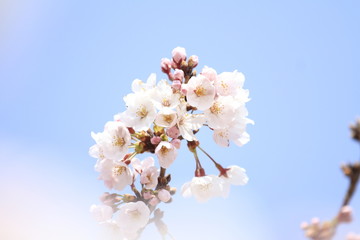 稲取高原の桜