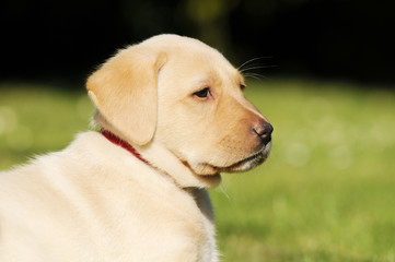 head from labrador puppy in the nature