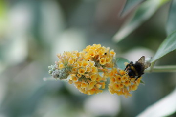Abeille sur buddleia