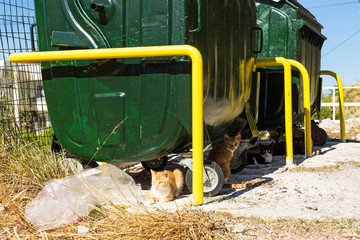 Naklejka premium Large green trash bins in Greece and cats under them.