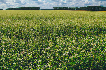 Blooming buckwheat field with groves. Agriculture, harvest, farming concept. Crop season, plant, cloudy
