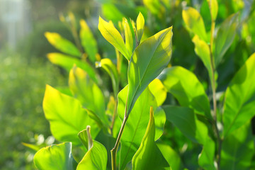 Sunlit green leaves close up, selective fokus.