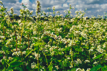 Blooming buckwheat against cloudy sky. Farming concept. Agriculture, harvest, crop season, field, plant, closeup