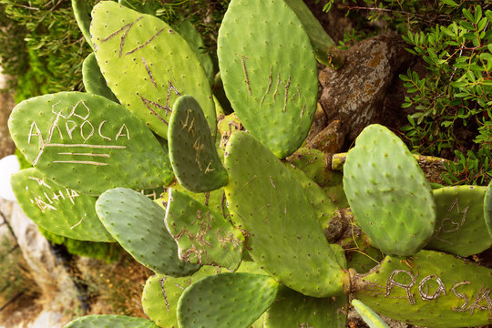 Words written on a cactus. Vandalism on a plant.