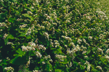 Flowers of buckwheat in field. Farming concept. Agriculture, harvest season, crop, blooming, august