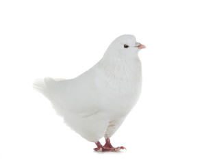 dove goes isolated on a white