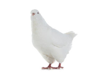 dove goes isolated on a white