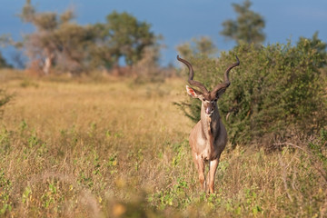 Naklejka na ściany i meble greater kudu, tragelaphus strepsiceros, Kruger national park