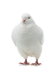 white  dove isolated