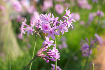 Pink flowers allium close up.