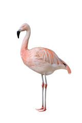 Greater pink flamingo (Phoenicopterus roseus)