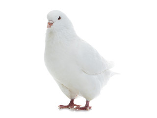 white  dove isolated