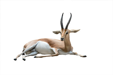 dorcas gazelle isolated on white