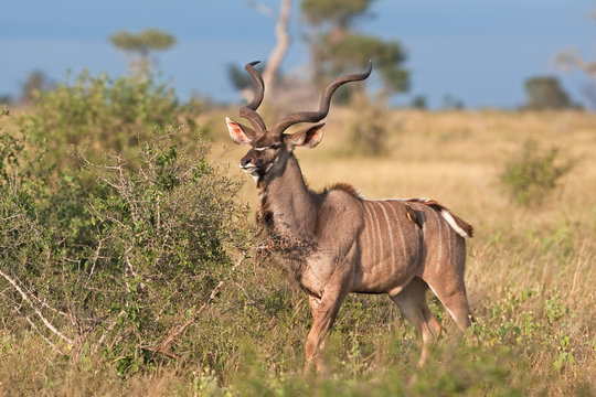 greater kudu, tragelaphus strepsiceros, Kruger national park