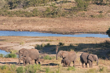 Fototapeta premium African bush elephant, loxodonta africana, Kruger National park