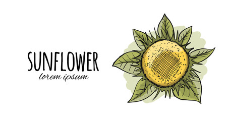 Sunflower, sketch for your design