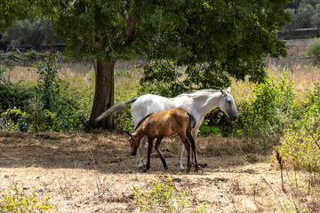 Two horses grazing in a pasture