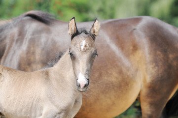brown horse foal standing and looking in front of mare