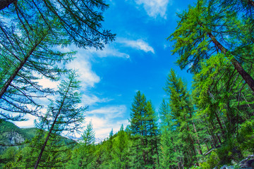 Siberian mountain taiga, mountains in the clouds, Altai