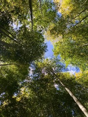 Fototapeta premium 竹林