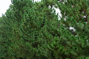 松のテスクチャー